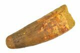 Real Fossil Spinosaurus Tooth - Feeding Worn Tip #351490-1